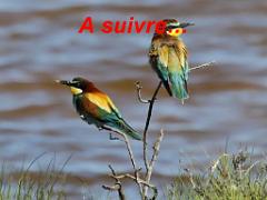 183 D19 PRESQU ILE DE GIENS 2_000051